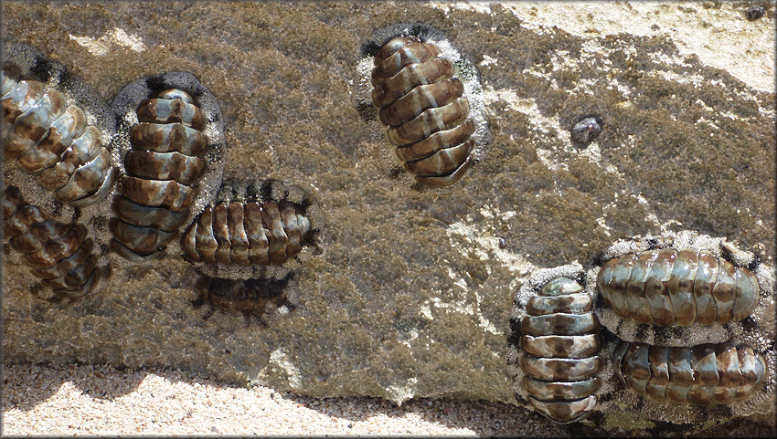 Acanthopleura Granulata Gmelin 1791 West Indian Fuzzy Chiton acanthopleura-granulata-gmelin-1791-west-indian-fuzzy-chiton